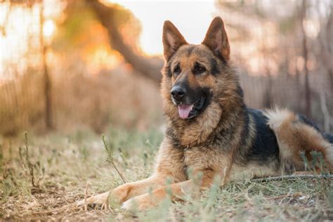  79 Gorgeous How Much Does An Average German Shepherd Cost Trend This Years