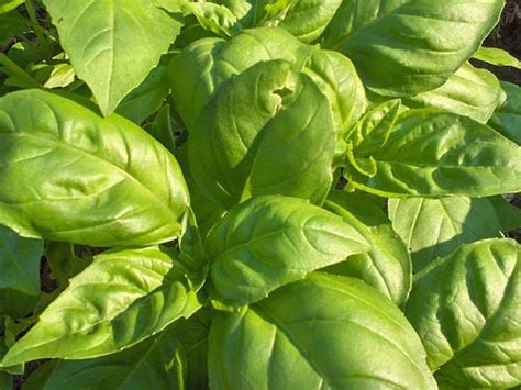 How Much Does Basil Cost