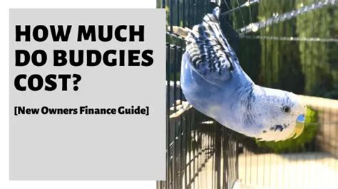 How Much Does Budgies Cost