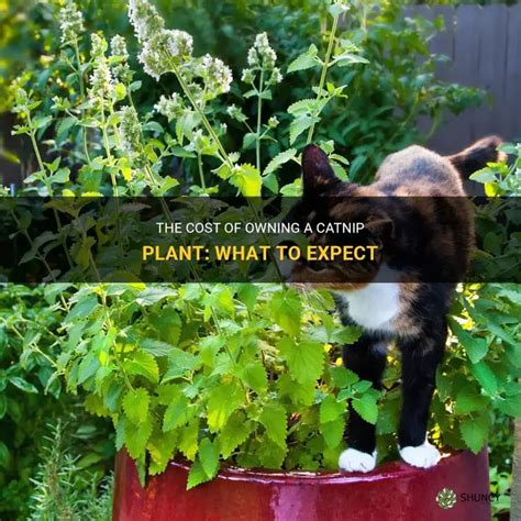 How Much Does Catnip Cost