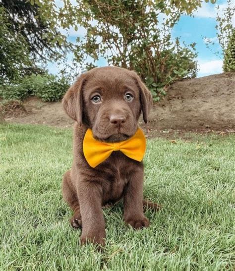 How Much Does Chocolate Lab Cost