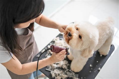 How Much Does Dog Brush Cost