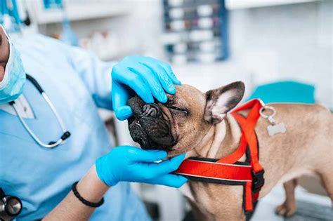 Review Of How Much Does Dog Surgery Cost Uk This Fall