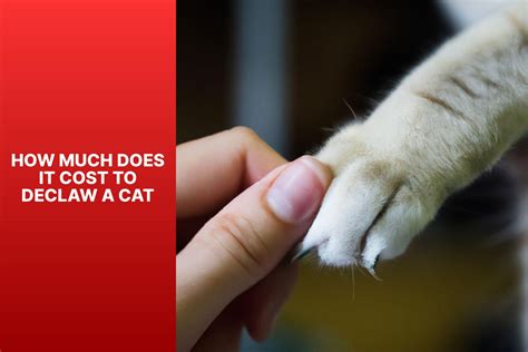 How Much Does Front Declaw Cost