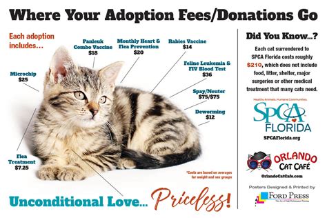 How Much Does It Cost To Adopt A Kitten From Spca