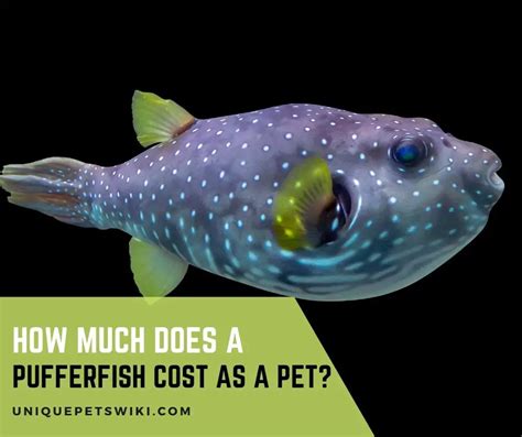 how much does it cost to eat puffer fish