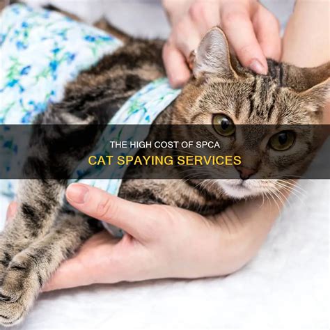 How Much Does It Cost To Get A Cat From The Spca