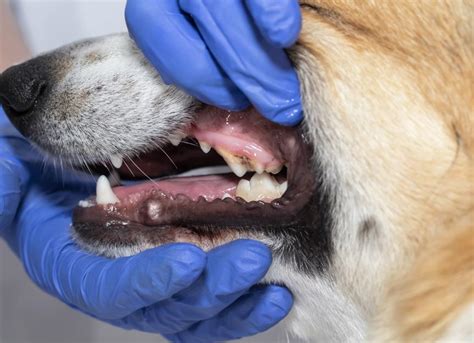 How Much Does It Cost To Get A Dog's Tooth Fixed