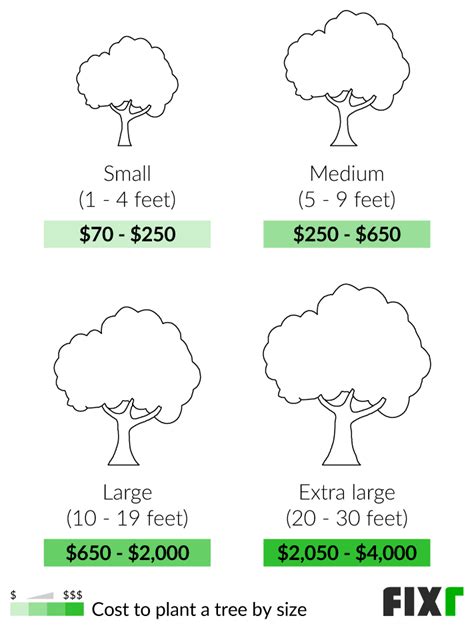How Much Does It Cost To Put A Tree In Your Yard