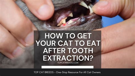 How Much Does It Cost To Remove A Cat's Tooth