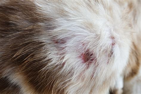 How Much Does It Cost To Remove An Abscess From A Cat