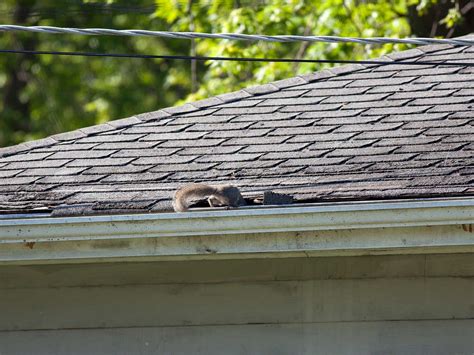 sininentuki.info:how much does it cost to remove squirrels from attic
