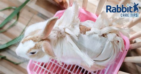 How Much Does It Cost To Spayed A Rabbit