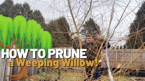 how much does it cost to trim a willow tree