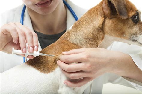 How Much Does It Cost To Vaccinate And Microchip A Dog