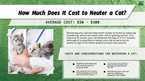 How Much Does It Take To Get A Cat Neutered