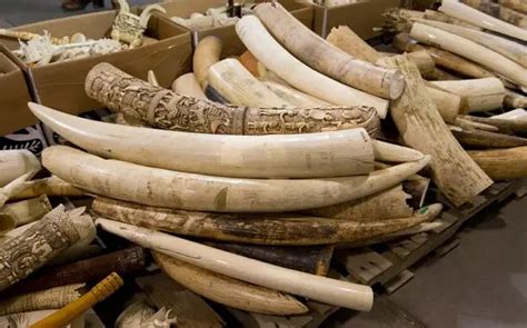 how much does ivory sell for