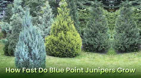 how much does juniper cost