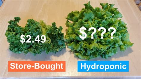 How Much Does Lettuce Cost