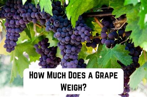 how much does one grape weigh