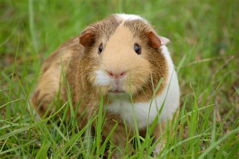  79 Stylish And Chic How Much Does Peruvian Guinea Pig Cost Hairstyles Inspiration