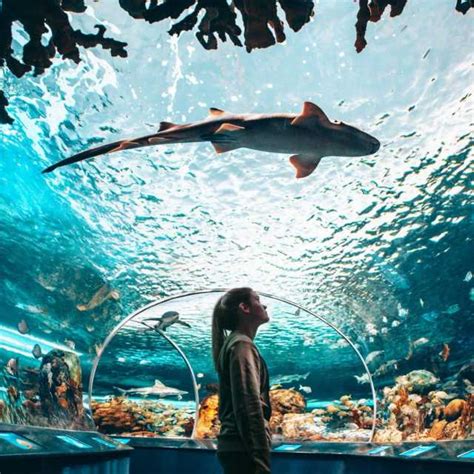 how much does ripley's aquarium cost