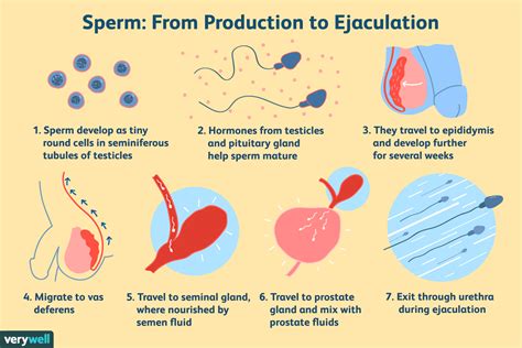 How Much Does Sperm Count Drop After Ejaculation