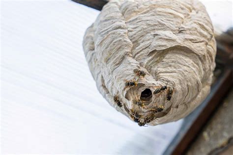 how much does wasp nest removal cost