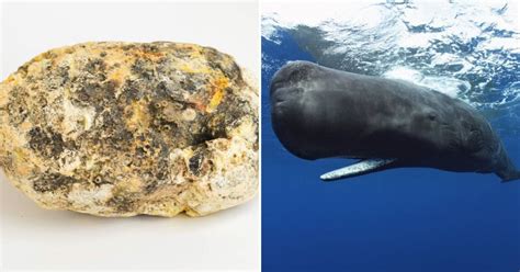 How Much Does Whale Throw Up Cost