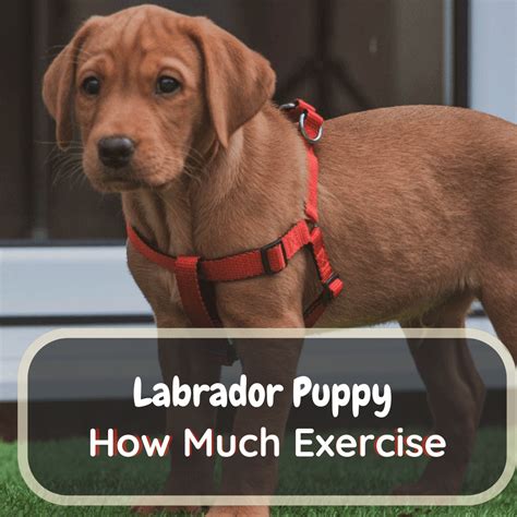 How Much Exercise Does A Puppy Labrador Need