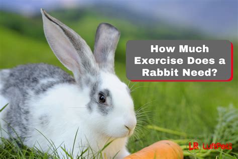 How Much Exercise Does A Rabbit Need