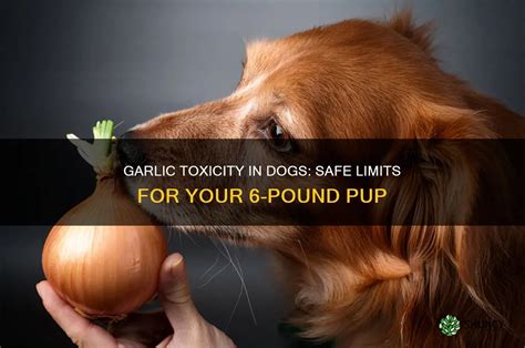 How Much Garlic Will Kill A Dog
