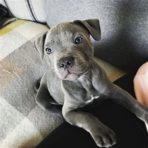 how much is a blue staffy