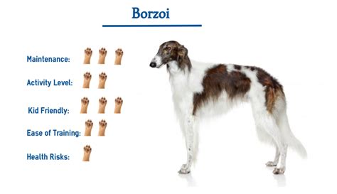 how much is a borzoi puppy