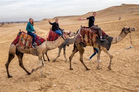 how much is a camel worth in egypt