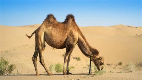 how much is a camel worth in us dollars