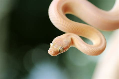 how much is a children's python