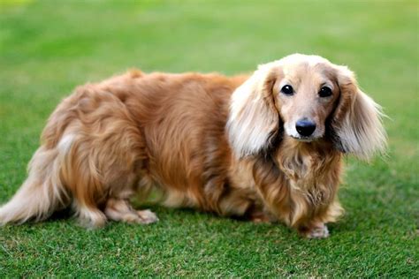  79 Stylish And Chic How Much Is A Cream Long Haired Dachshund For Long Hair