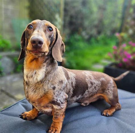The How Much Is A Dapple Dachshund With Simple Style