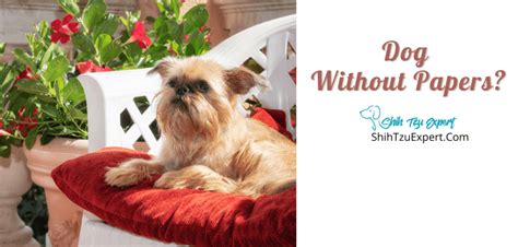 How Much Is A Dog Without Papers