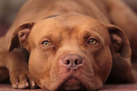 how much is a full blooded red nose pitbull worth