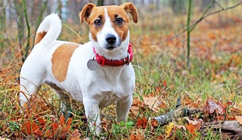 How Much Is A Jack Russell Supposed To Weigh