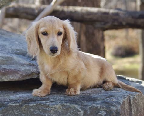 Unique How Much Is A Long Haired Dachshund Puppy For Short Hair