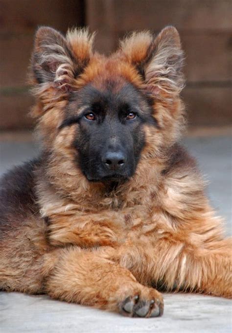 The How Much Is A Long Haired German Shepherd Puppy For New Style