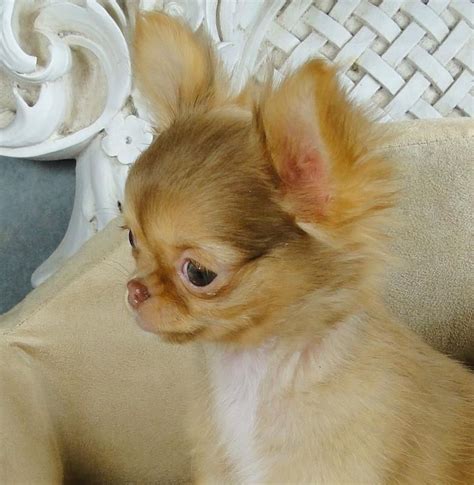 Fresh How Much Is A Long Haired Teacup Chihuahua For Short Hair