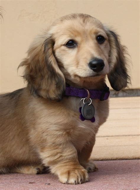 Free How Much Is A Mini Long Haired Dachshund Puppy For New Style