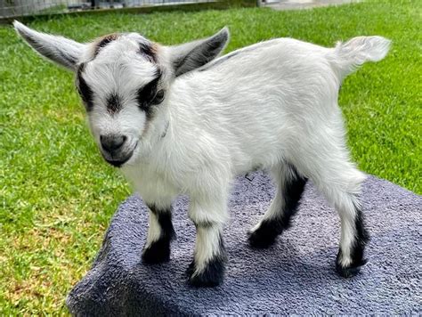 how much is a pygmy goat