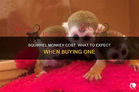 how much is a squirrel monkey