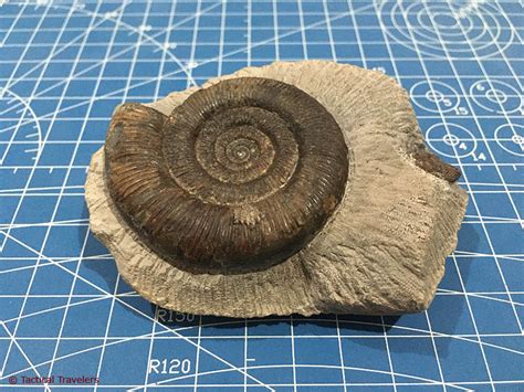 how much is an ammonite fossil worth in philippines