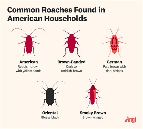 how much is gua worry roach fans